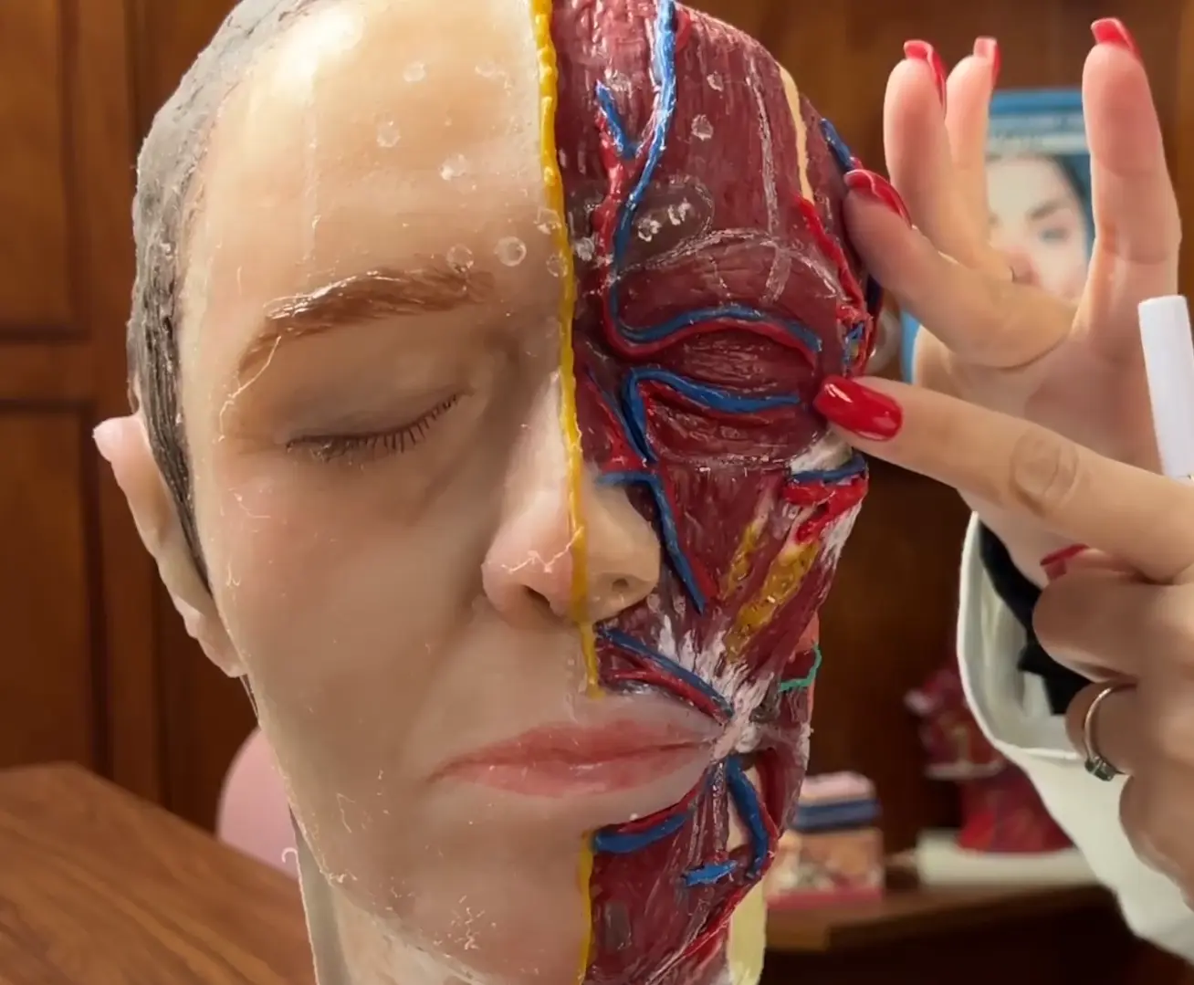 Facial Anatomy